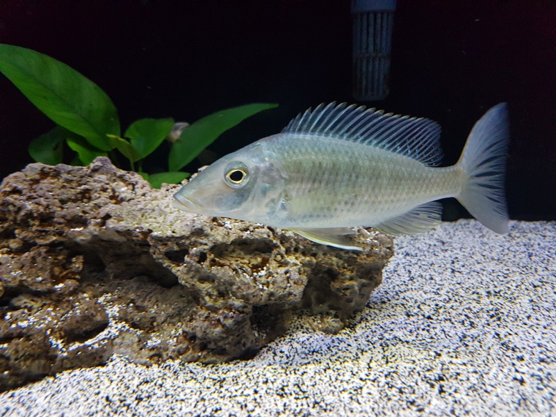 Taeniolethrinops praeorbitalis